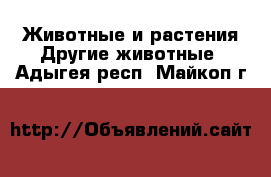 Животные и растения Другие животные. Адыгея респ.,Майкоп г.